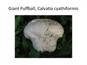 Slide29