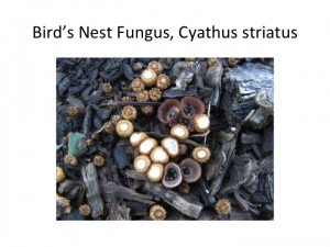 Slide31