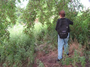 mulbTreeForager