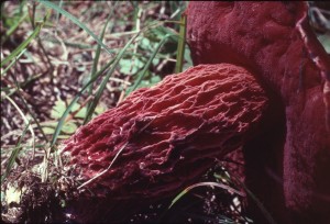 Boletus frostii 2