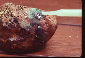 Boletus illudens