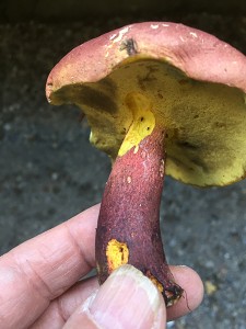 BoletusBicolor5
