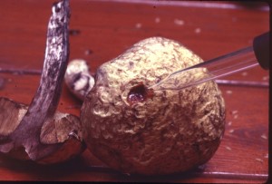 Leccinum rugosiceps