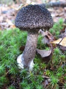 Strobilomyces
