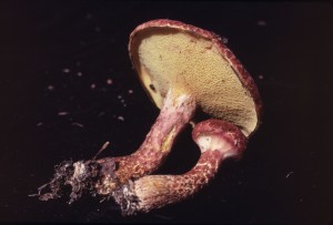 Suillus pictus
