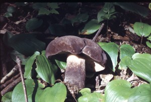 Tylopilus alboater