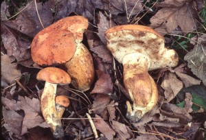 Tylopilus ballouii