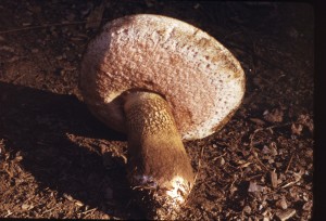 Tylopilus felleus 3