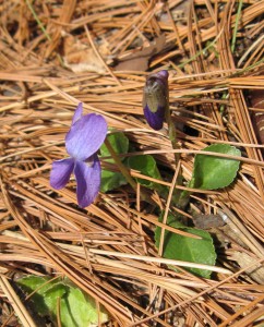 Viola