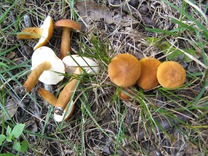 castaneus2