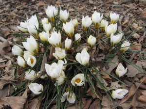 crocusMarch2013