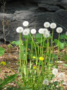 dandelion9