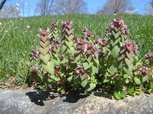 deadNettle5