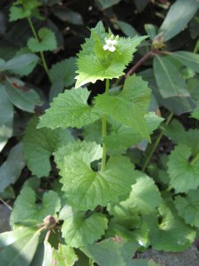garlicMustard2