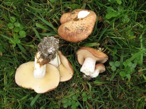 granulatus