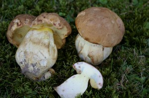 huronensisYule