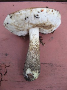 leccinum5