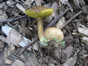 parasiticus