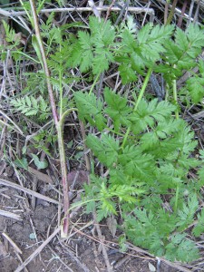poisonHemlock5