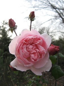 roseDec
