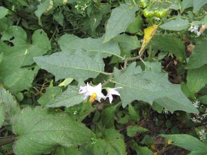 solanum