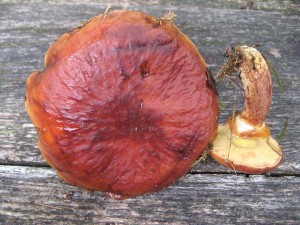 suillusGrevillei
