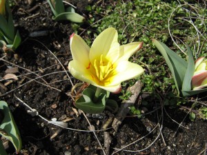 tulipaKauff