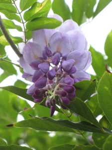 wisteria