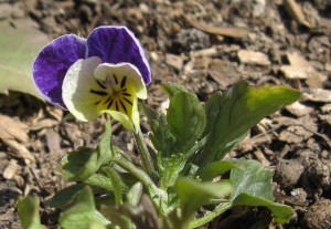Heartsease
