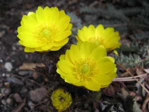 adonis