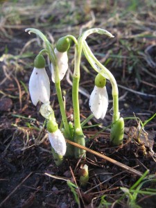 galanthus