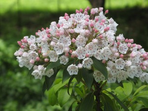 mountainLaurel