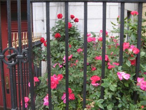 roseMemDay