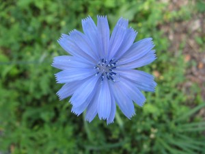 chicoryFlower