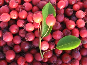 juneberries2