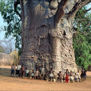Baobab