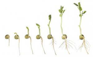 Botany
