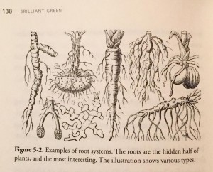 BrilliantGreenRoots