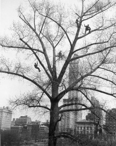 NYCdeptPksRec