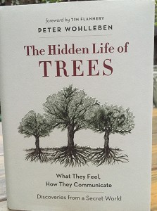 TreesHiddenLife