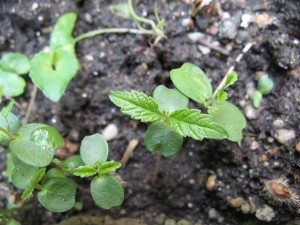 cotyledons5