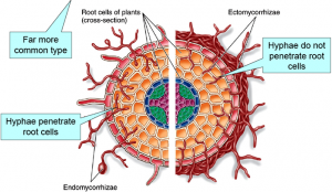endomycorrhizae-ectomycorrhizae.png new_thumb[13]