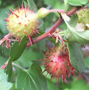 gooseberrySpines