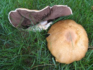 AgSubruf