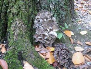 Grifola frondosa (CP) 002