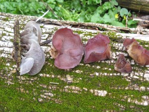 auricularia