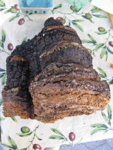 chaga