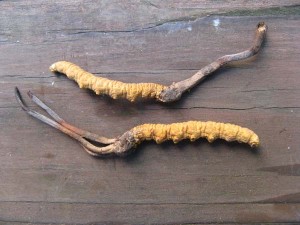 cordyceps