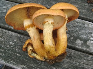 gymnopilusSpect