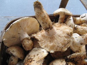 matsutake